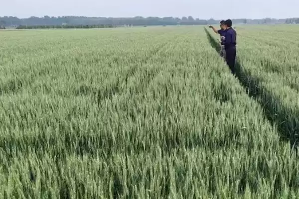 石麦22特征特性介绍(石麦22株型偏松散分蘖能力强)?插图1 石麦22特征特性介绍(石麦22株型偏松散分蘖能力强)?插图1