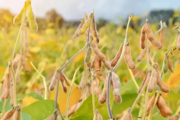 周豆19号大豆品种简介与抗花叶病毒病(周豆19号大豆品种简介及抗花叶病毒病)？插图2