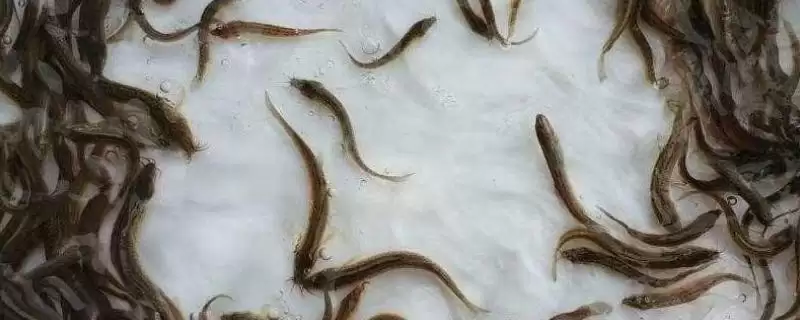 大鳞副泥鳅苗价格会受到地区的影响(大鳞副泥鳅苗价格受地区影响有何情况)？-会东网