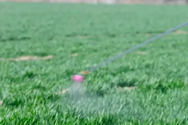 小麦苗期叶片发黄干枯原因及分析(小麦苗期叶片发黄干枯为啥及分析)?插图4 小麦苗期叶片发黄干枯原因及分析(小麦苗期叶片发黄干枯为啥及分析)?插图4