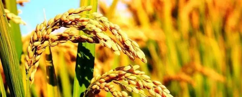 旱优796水稻种3月下旬至4月初播种要点(旱优796水稻种3月下旬至4月初播种要点)？-会东网