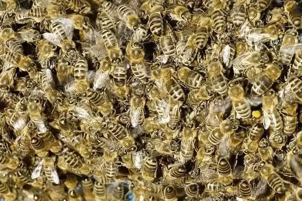 蜜蜂巢虫防治方法介绍(蜜蜂巢虫防治需及时更换新脾)？插图2