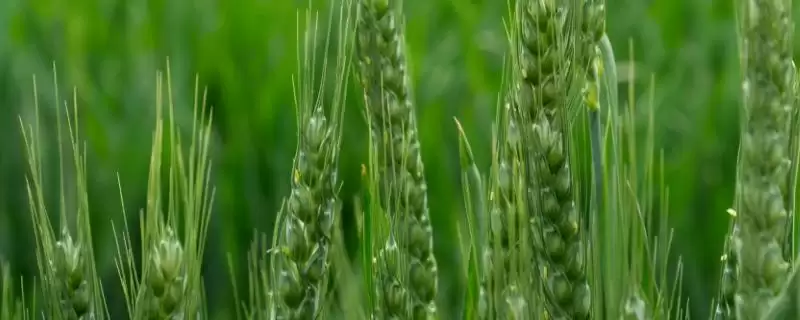 阳光18小麦种子特征特性及病虫害防治(阳光18小麦种子特征及病虫害防治)?-会东网