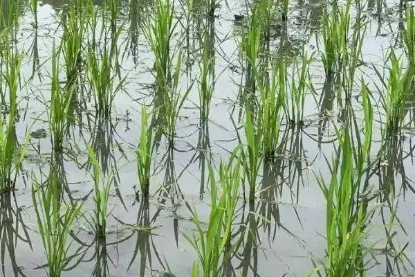 丰大优2590水稻种子中抗白叶枯病（5级）(丰大优2590水稻种子中抗白叶枯病5级有何意义)？插图2