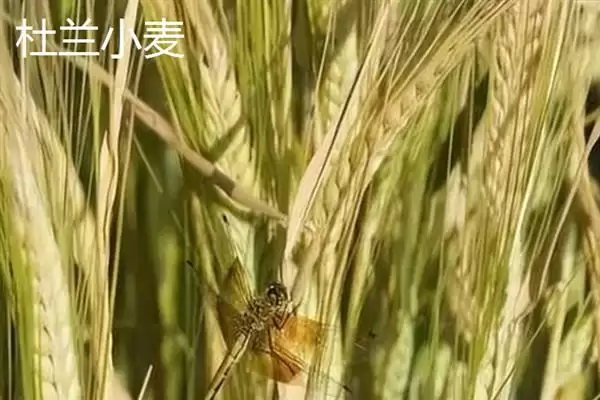 普通小麦比重介绍(一级小麦容重在790g/L以上)?插图7 普通小麦比重介绍(一级小麦容重在790g/L以上)?插图7