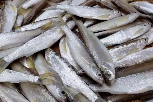 手竿钓白条鱼饵料选择(手竿钓白条鱼可选自然和商品饵料)？插图9