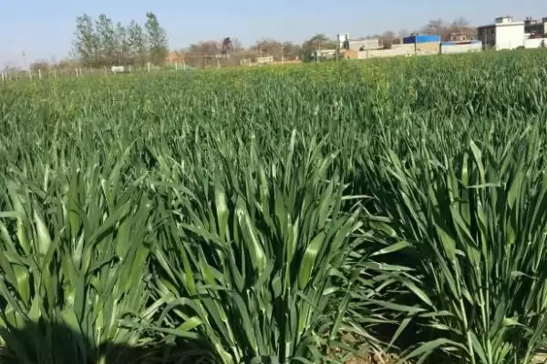 洛黑麦1号小麦品种基本苗情况(洛黑麦1号每亩适宜基本苗18-22万)？插图2