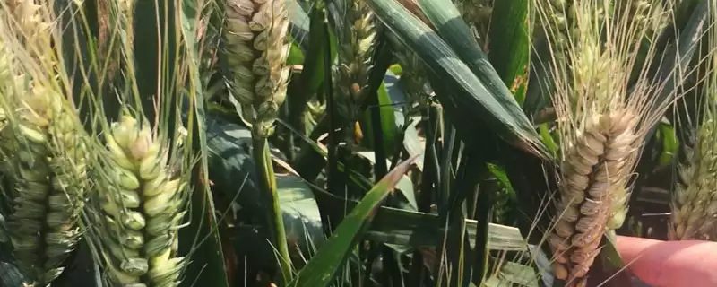 新冬33号小麦种子简介与播种时间说明(新冬33号小麦种子简介及播种时间)?-会东网