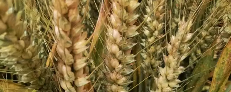 楚麦十号小麦品种特性与生育期(楚麦十号小麦品种特性及生育期)?插图 楚麦十号小麦品种特性与生育期(楚麦十号小麦品种特性及生育期)?插图