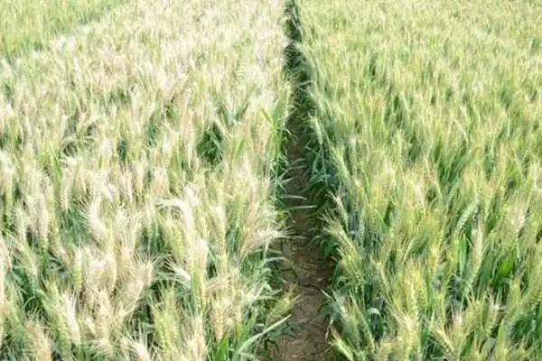小麦穗尖发白原因及低温冻害等因素(小麦穗尖发白为啥及相关因素)？插图1