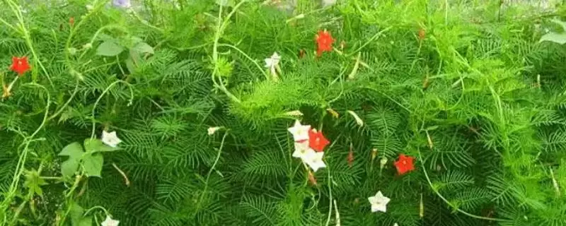 茑萝花语介绍(茑萝寓意相互帮助、忙忙碌碌等)？-会东网