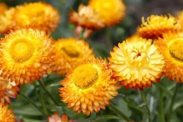 麦秆菊能否送人介绍(麦秆菊观赏价值高可赠送)?插图5 麦秆菊能否送人介绍(麦秆菊观赏价值高可赠送)?插图5