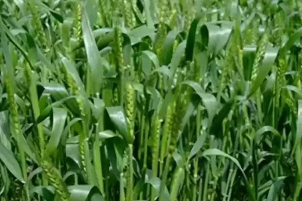 小麦断根方法及越冬前开始操作要点(小麦断根咋做及越冬前操作要点)?插图3 小麦断根方法及越冬前开始操作要点(小麦断根咋做及越冬前操作要点)?插图3