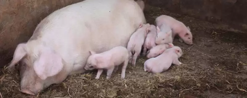 母猪催奶方法介绍(母猪可用黄瓜、韭菜等食物催奶)?-会东网