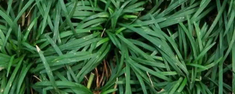 麦冬炭疽病症状及防治方法(麦冬炭疽病叶片现黄褐色小圆点及防治)？-会东网