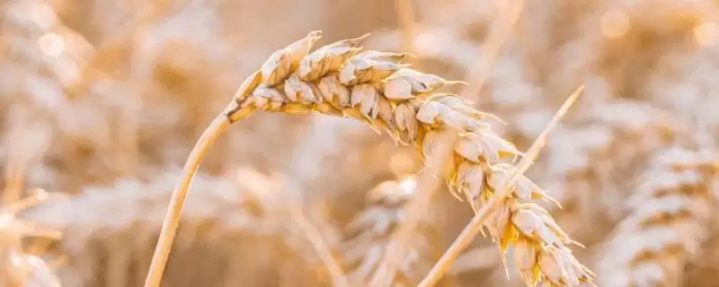 扬麦24小麦种子介绍与田间生长情况(扬麦24小麦种子介绍及田间生长情况)?插图 扬麦24小麦种子介绍与田间生长情况(扬麦24小麦种子介绍及田间生长情况)?插图