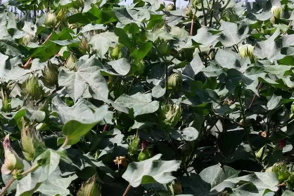 棉花药害补救方法介绍(棉花药害可喷清水稀释农药补救)?插图4 棉花药害补救方法介绍(棉花药害可喷清水稀释农药补救)?插图4