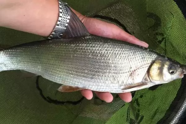 钓黄尾鱼的适宜天气相关情况(钓黄尾鱼的适宜天气,无风无雨时可外出垂钓)?插图3 钓黄尾鱼的适宜天气相关情况(钓黄尾鱼的适宜天气,无风无雨时可外出垂钓)?插图3