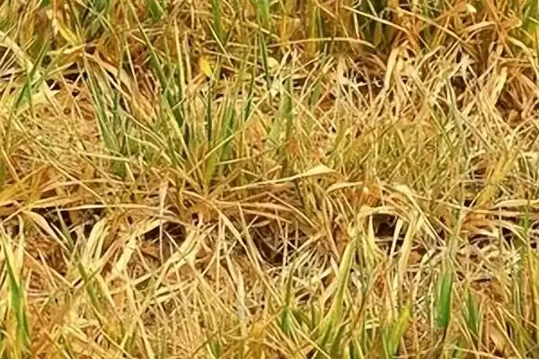 麦苗发黄原因介绍(麦苗发黄因病虫害、缺肥、密度大等因素)?插图2 麦苗发黄原因介绍(麦苗发黄因病虫害、缺肥、密度大等因素)?插图2
