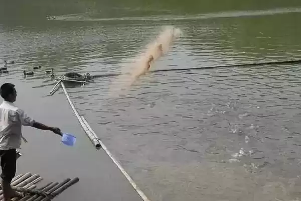 草鱼养殖方法及分级轮养等要点(草鱼如何养殖及分级轮养等要点)?插图8 草鱼养殖方法及分级轮养等要点(草鱼如何养殖及分级轮养等要点)?插图8