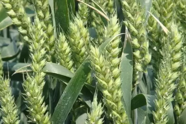 华科016小麦品种情况、适宜基本苗数(华科016小麦品种简介,每亩适宜基本苗18~20万)?插图1 华科016小麦品种情况、适宜基本苗数(华科016小麦品种简介,每亩适宜基本苗18~20万)?插图1