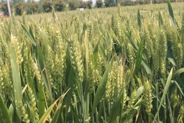 漯麦40小麦种子生育期情况(漯麦40全生育期221.4天)？插图2