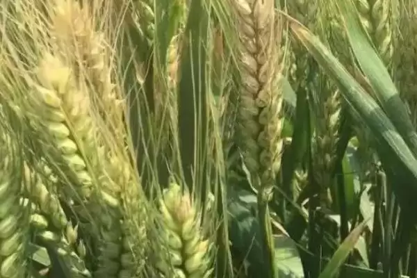 昆麦4号小麦品种情况、全生育期(昆麦4号小麦品种简介,全生育期169天)?插图1 昆麦4号小麦品种情况、全生育期(昆麦4号小麦品种简介,全生育期169天)?插图1