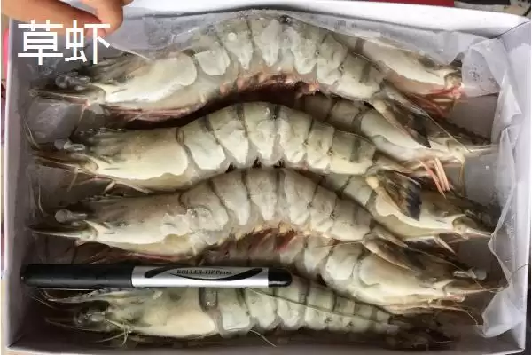 草虾产地及在我国分布广泛情况(草虾的产地在哪及在我国分布情况)？插图2