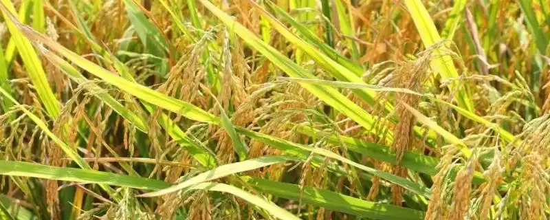 和两优1号水稻种子作为籼型两系杂交品种详情(和两优1号水稻种子籼型两系杂交详情)？-会东网