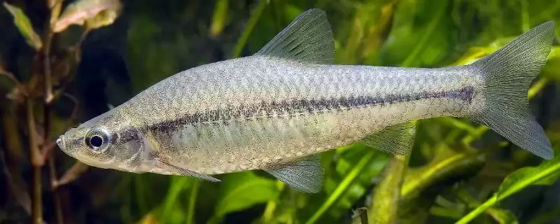 麦穗鱼简介(麦穗鱼原产地主要是亚洲)?-会东网