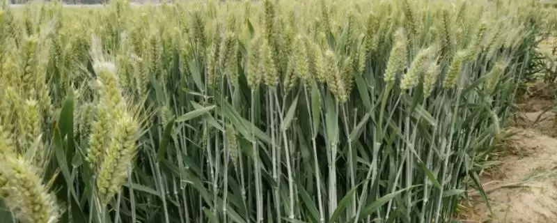 宜麦一号小麦品种简介与生育期时长(宜麦一号小麦品种简介及生育期)?-会东网