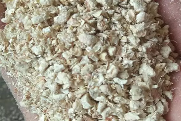 识别食用菌杂菌方法介绍(从颜色、气味等区分食用菌杂菌)?插图3 识别食用菌杂菌方法介绍(从颜色、气味等区分食用菌杂菌)?插图3