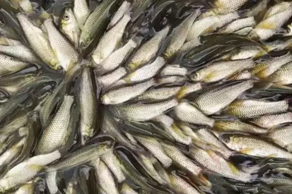 草鱼养殖方法及分级轮养等要点(草鱼如何养殖及分级轮养等要点)?插图2 草鱼养殖方法及分级轮养等要点(草鱼如何养殖及分级轮养等要点)?插图2