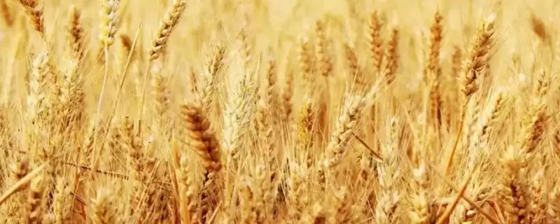 龙辐麦18小麦种子特性与播期(龙辐麦18 3月末至4月初播)？-会东网