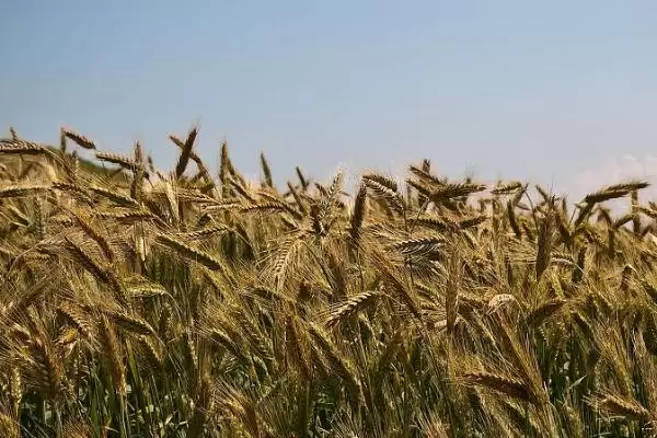 南方小麦种植情况介绍(南方种植的通常是冬小麦)?插图4 南方小麦种植情况介绍(南方种植的通常是冬小麦)?插图4