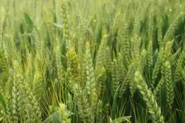 宁中麦2号小麦种品种属性(宁中麦2号半冬性小麦品种)？插图3