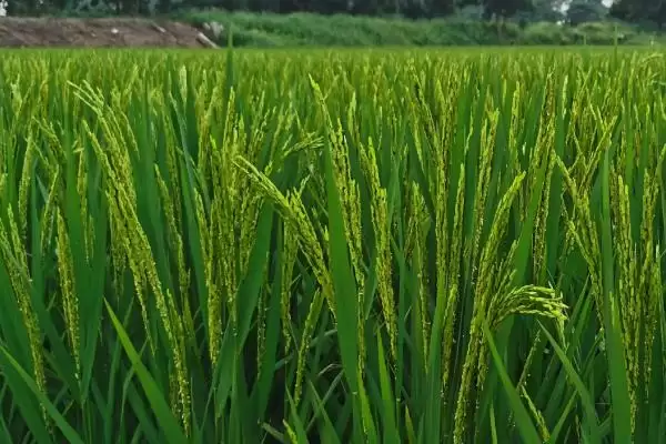 花优218水稻种子适时稀播种要点(花优218水稻种子适时稀播种要点)?插图3 花优218水稻种子适时稀播种要点(花优218水稻种子适时稀播种要点)?插图3