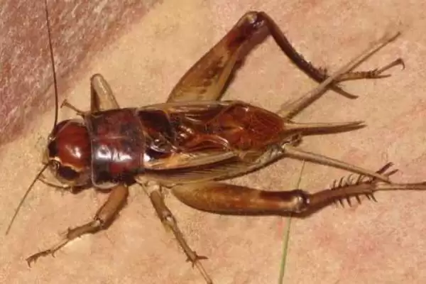 蟋蟀品种介绍及中华大棺头等品种特性(蟋蟀品种及中华等品种有何特性)？插图1