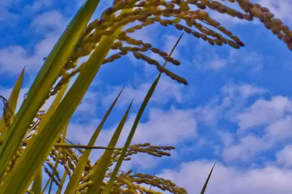 圣稻23水稻种子播期介绍(圣稻23 5月中上旬播种)？插图3