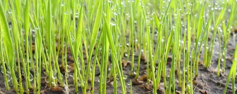 峰1优5号（试验名称：峰1优5号）水稻种子全生育期156天(峰1优5号水稻种子全生育期156天有何特点)？-会东网