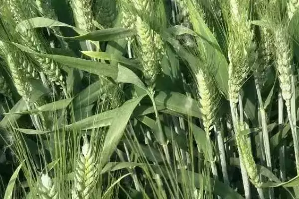 北麦15小麦品种特性与对照品种对比(北麦15小麦品种特性及与对照对比)?插图2 北麦15小麦品种特性与对照品种对比(北麦15小麦品种特性及与对照对比)?插图2