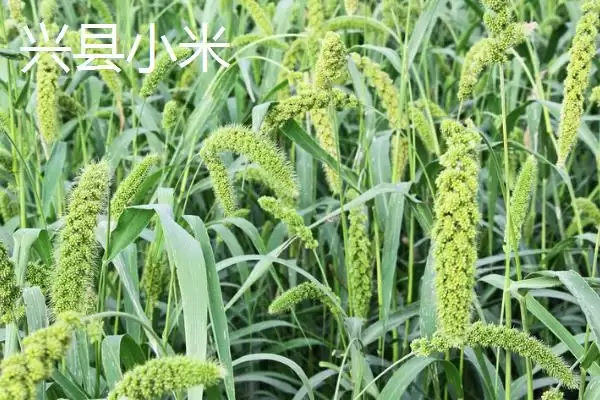 山西省山阴县特产介绍(山西省山阴县特产有油炸糕、荷藕等)？插图7