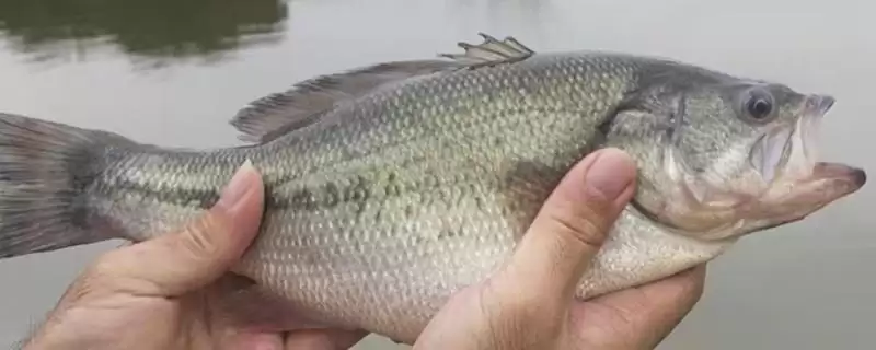 淡水鲈鱼与海鲈鱼的区别(淡水鲈鱼与海鲈鱼的区别，种类、外观和分布地区均不同)？-会东网