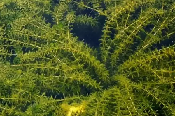 红蝴蝶水草养殖难度相关情况(红蝴蝶水草好不好养,栽培有一定难度)?插图4 红蝴蝶水草养殖难度相关情况(红蝴蝶水草好不好养,栽培有一定难度)?插图4