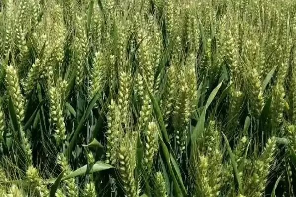 涡麦203小麦品种筋性介绍(涡麦203为中筋品种)?插图2 涡麦203小麦品种筋性介绍(涡麦203为中筋品种)?插图2