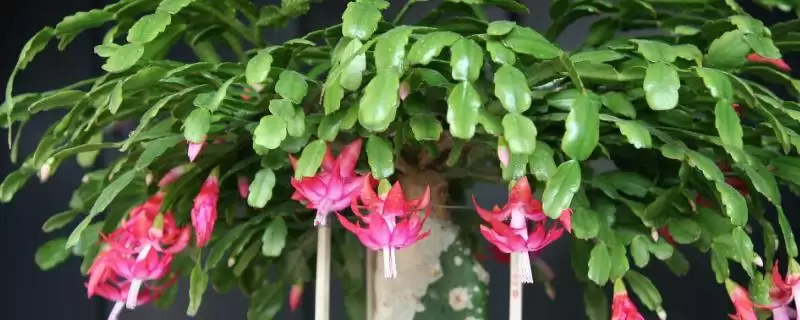 蟹爪兰介绍及仙人掌科肉质植物特性(蟹爪兰啥情况及仙人掌科特性)？-会东网