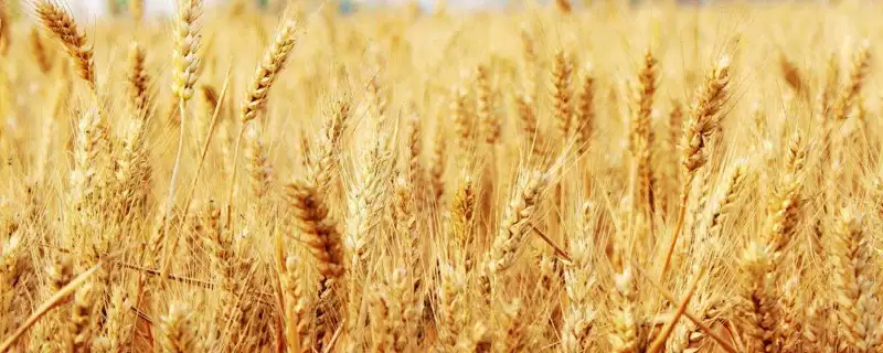 泛麦803小麦种子情况、若延期播种(泛麦803小麦种子介绍,如延期播种)?-会东网