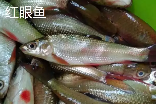 麦鲮鱼和红眼鱼区别介绍(麦鲮鱼圆鳞、吻钝、嘴阔与红眼鱼区别)?插图4 麦鲮鱼和红眼鱼区别介绍(麦鲮鱼圆鳞、吻钝、嘴阔与红眼鱼区别)?插图4