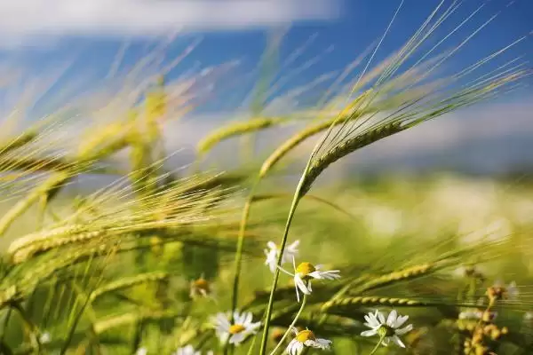 兴民218小麦种子特征特性及相关说明(兴民218小麦种子特征及相关说明)?插图3 兴民218小麦种子特征特性及相关说明(兴民218小麦种子特征及相关说明)?插图3