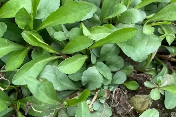 河南野菜的种类相关情况介绍(河南野菜的种类,你吃过哪几种)?插图1 河南野菜的种类相关情况介绍(河南野菜的种类,你吃过哪几种)?插图1